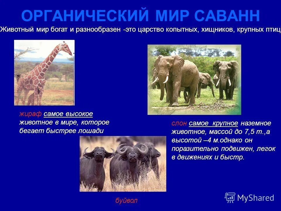 Наиболее богат и разнообразен животный. Органический мир саванны. приспособление животных в саванне. приспособление растений в саванне. зона саванны животный мир.