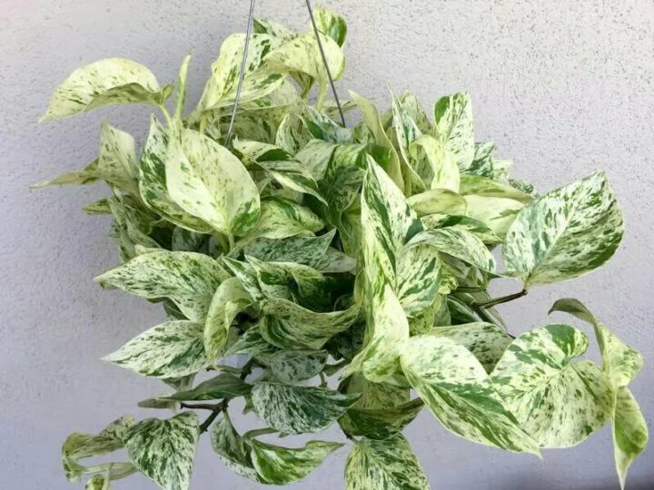 Эпипремнум марбл квин. Эпипремнум марбл квин. Эпипремнум marble queen. Эпипремнум марбл квин. Сциндапсус эпипремнум марбл квин.