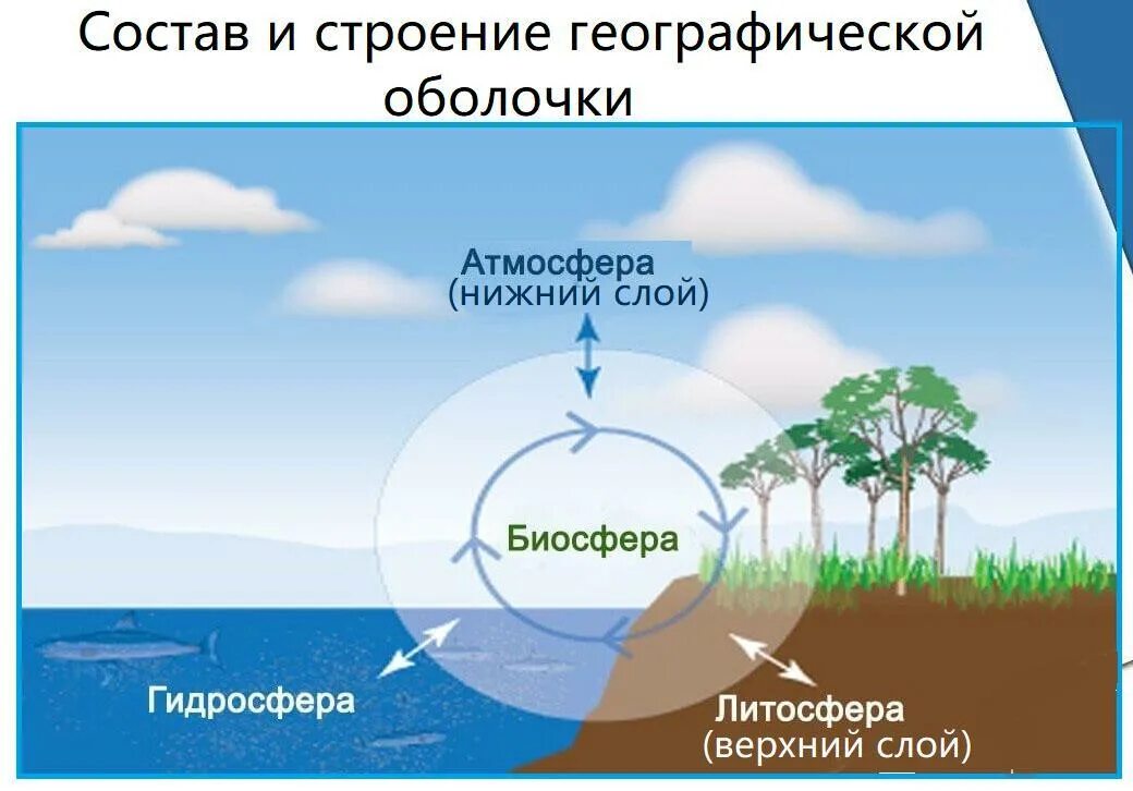 Свойства географической оболочки 6 класс география