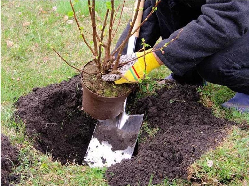Посадка кустарников. Как сажать кусты. Как сажать кусты. Высаженный саженец. Посадки кустарников в саду.