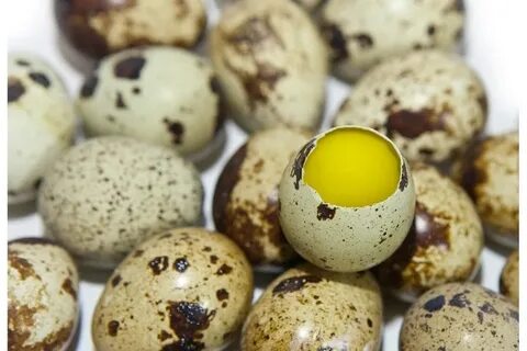 Польза сырых перепелиных яиц для мужчин