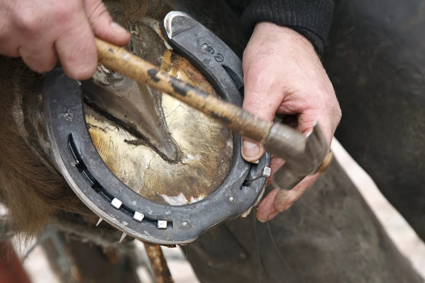 Ортопедические подковы для лошадей. Подкова на копыте. Для чего подковывают лошадей. Ортопедическая ковка лошадей. Ковка копыт лошадей.