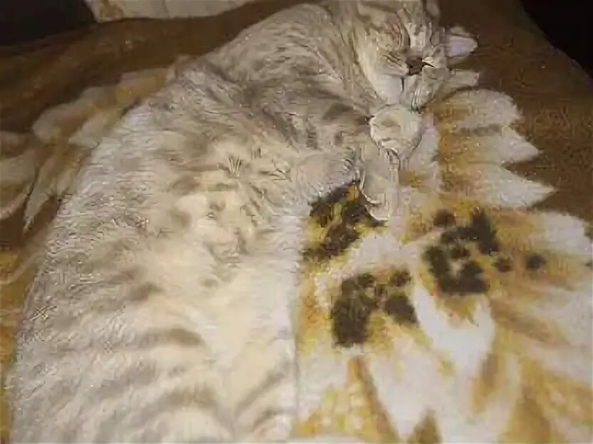 Мемы с котами. Британский плюшевый кот. Авито березники кошки. Котенок сиамский белый лапы. Авито березники кошки.