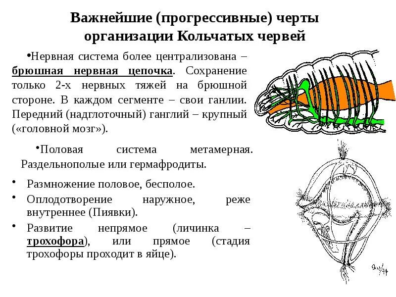 У каких червей наличие брюшной нервной цепочки