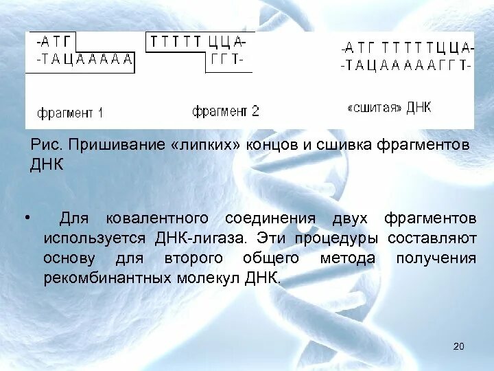 Сшивание фрагментов днк. Конверт днк. методы сшивания днк. липкие концы днк. днк лигаза.