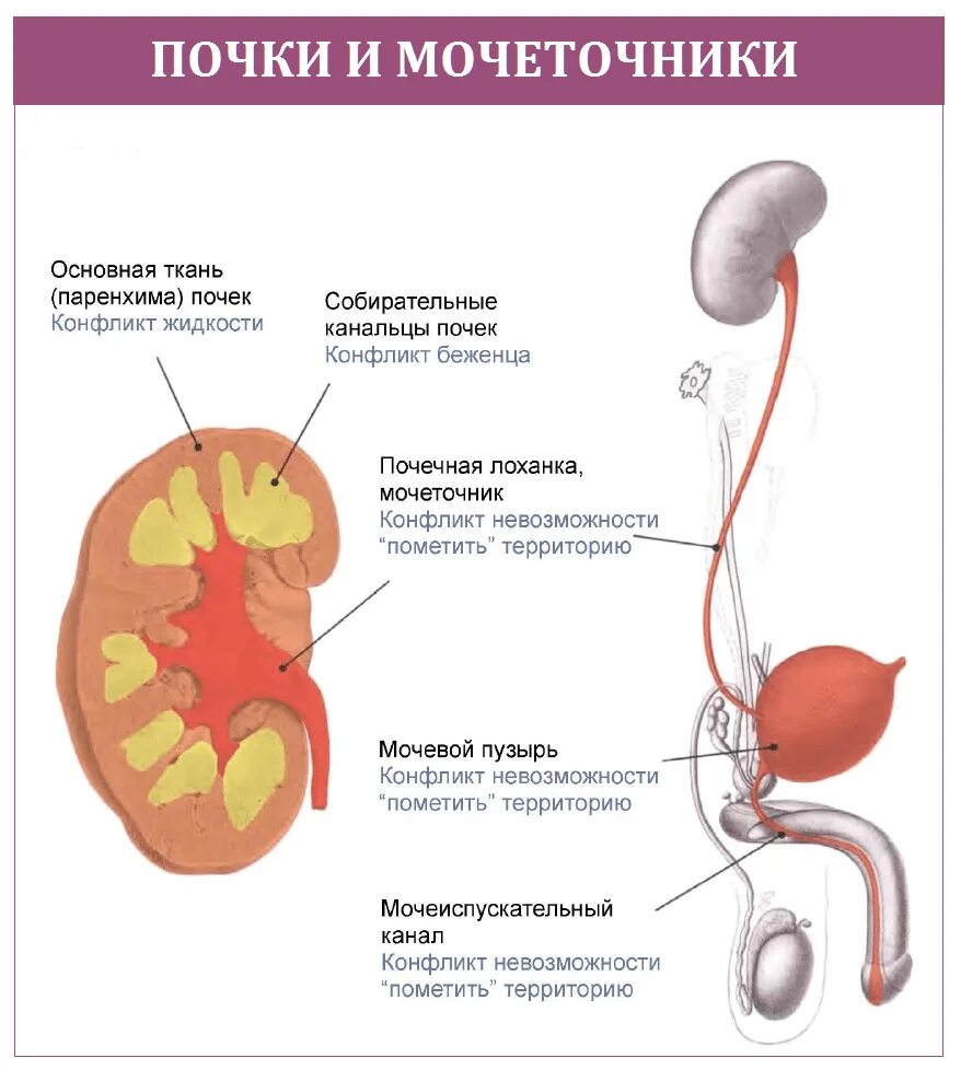 Застудил мочевой пузырь у мужчин. Мочеточник схема. Почки мочеточник мочевой пузырь схема расположения. Строение мочеточника у мужчин камни в почках. Строение мужского мочеточника.