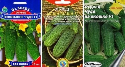 Огурцы комнатные на подоконниках сорта