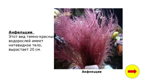 Верны ли утверждения о красных водорослях