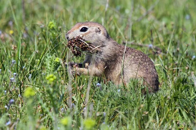 Водятся суслики. Суслик Степной. Суслик малый Крымский. Большой суслик (Spermophilus Major). Левобережный малый суслик.