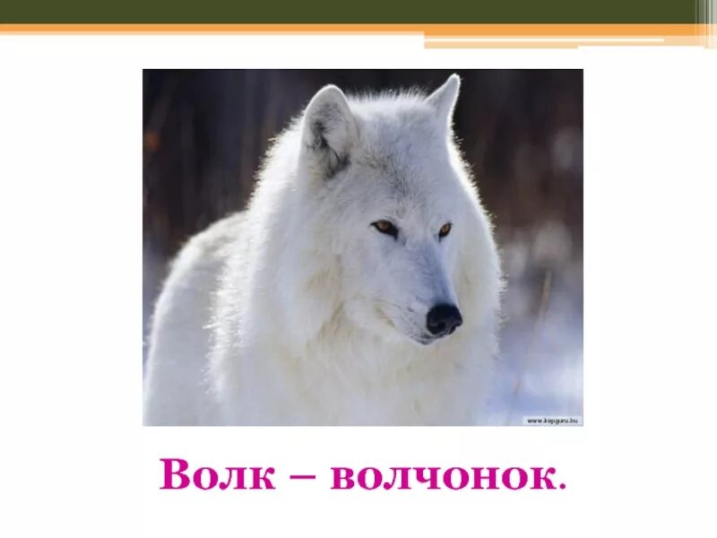 Сулейменов волчата. Слова волка. О Сулейменов волчата презентация. Волчонок план.