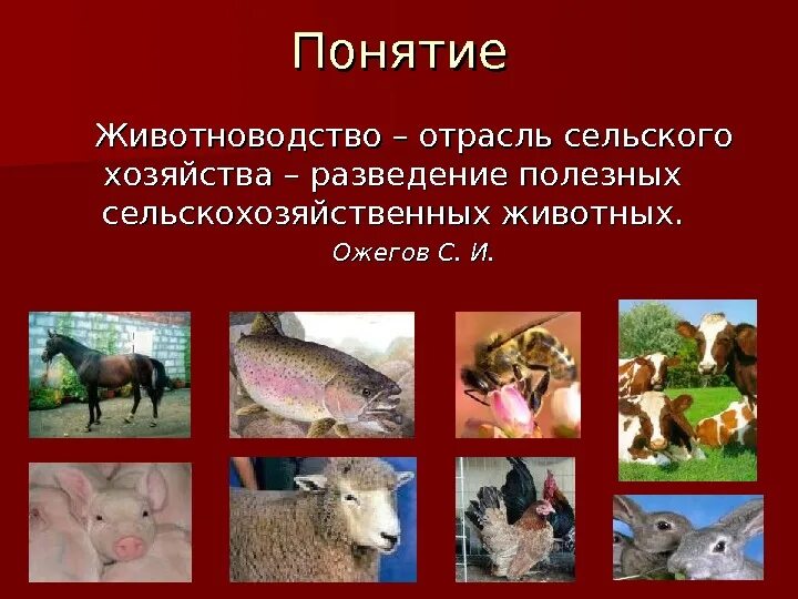 Сообщение о животноводстве окружающий мир