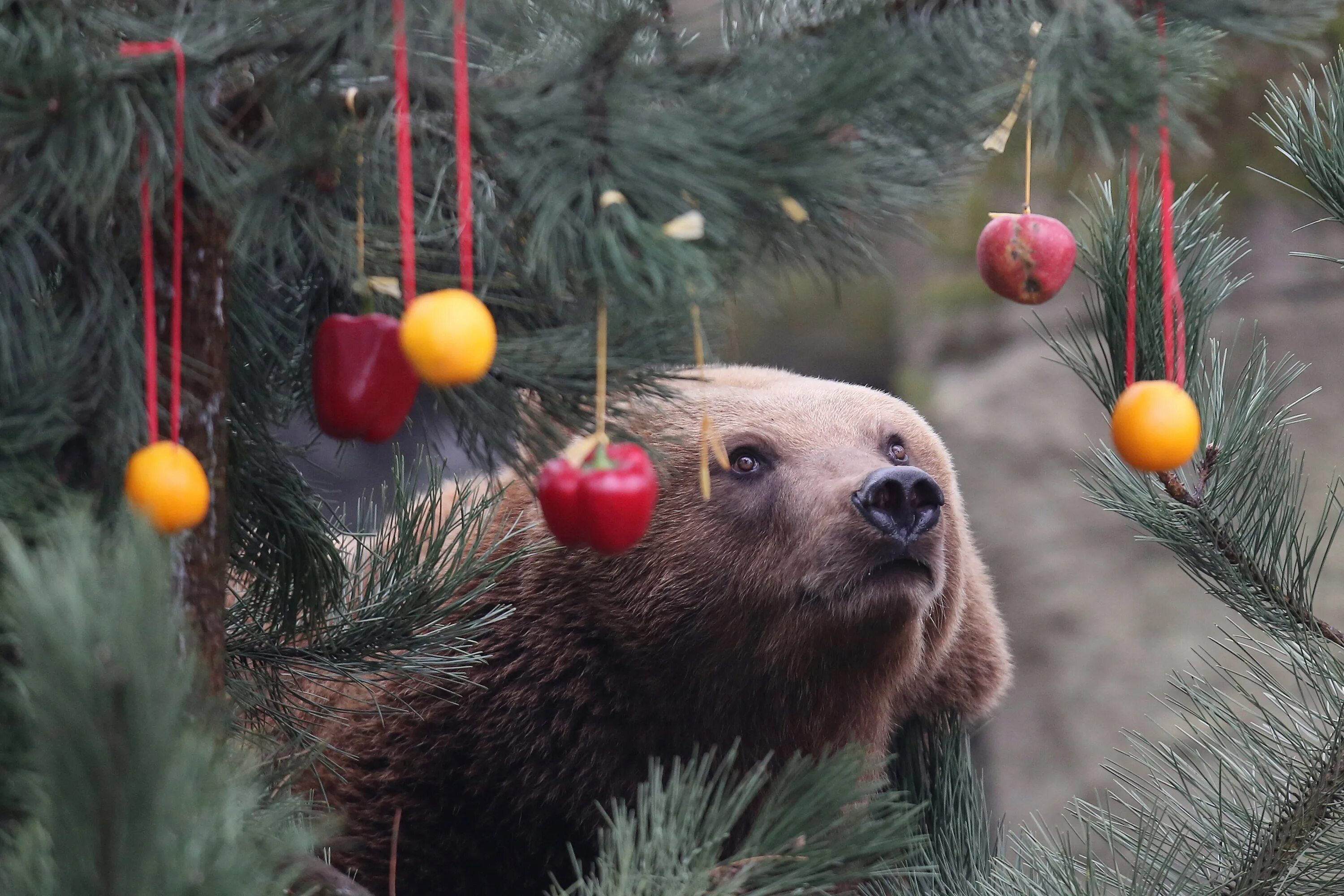 Новогодний медведь. Медведь новый год. Медведь под елку. Новогодний живой медведь.