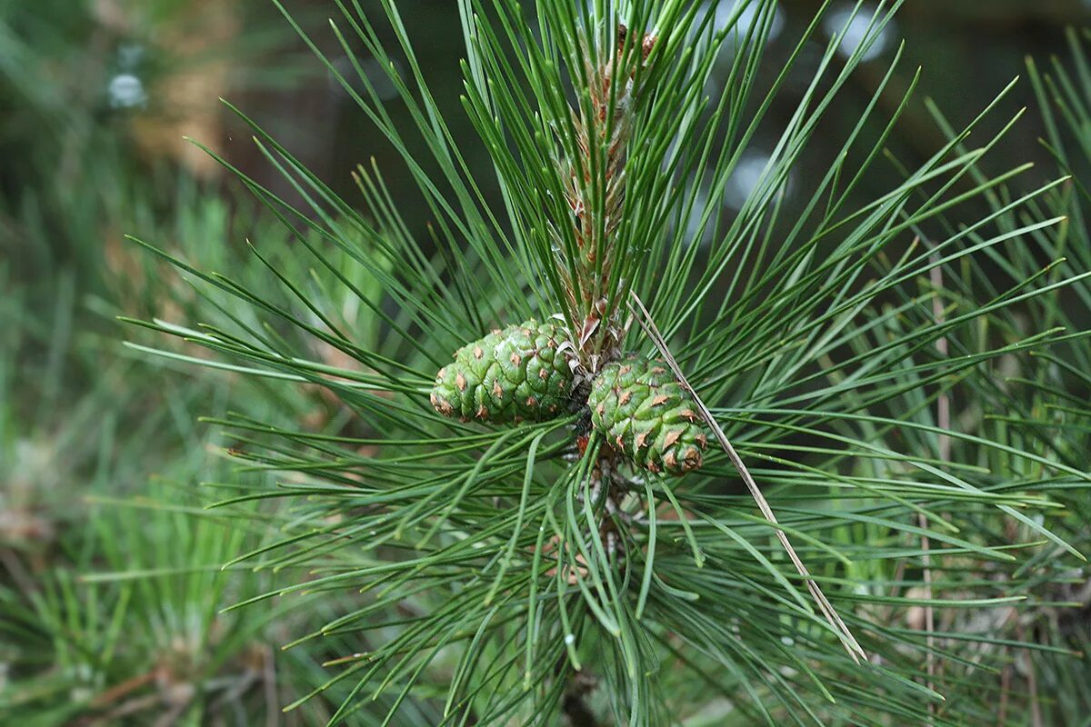 Pinus tabuliformis. Пинус анцината. Сосновые (семейство) сосновые. Сосновые (порядок). Сосновые порядок хвойные