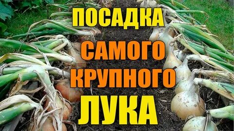Как сажать лук эксибишен в грунт