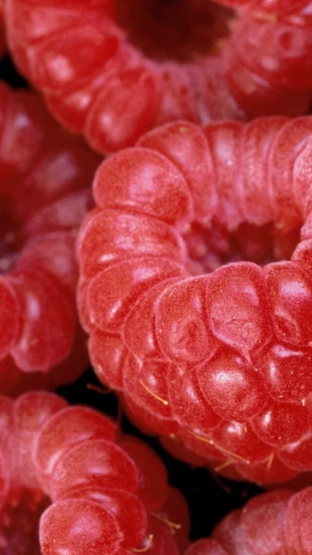 Калинка малинка ягоды. 1 малина. Малина фото. Можно малинку. Купить малину у сычева брянск.