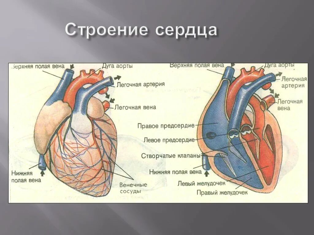 3 строение сердца. Строение сердца человека рисунок. внешнее и внутреннее строение сердца. внутреннее строение сердца схема. сердце человека картинка строение с описанием.