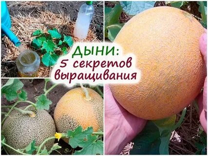 Подкормить дыни