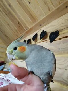 Минусы кореллы