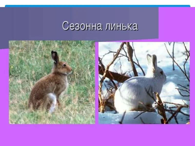 Линька в какое время года. Звери линяют весной. заяц зимой. сезонная линька. какие животные меняют окраску весной.