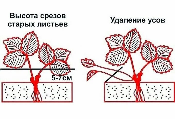 Нужно ли обрезать усы. Обрезка клубники осенью для начинающих в картинках пошагово. Весенняя обрезка клубники. Весенняя обрезка листьев клубники.