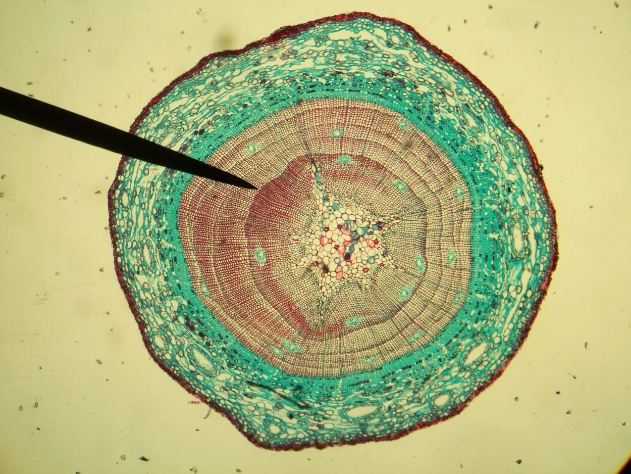 Ткань хвойных. Поперечный срез ветки сосны. Поперечный срез стебля сосны под микроскопом. Гинкго поперечный срез. Поперечный срез стебля микроскоп.