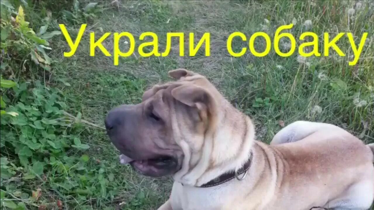 Украли собаку мем. Украли собаку что делать. Украли собаку что делать. Украли собаку что делать. Украли собаку что делать.
