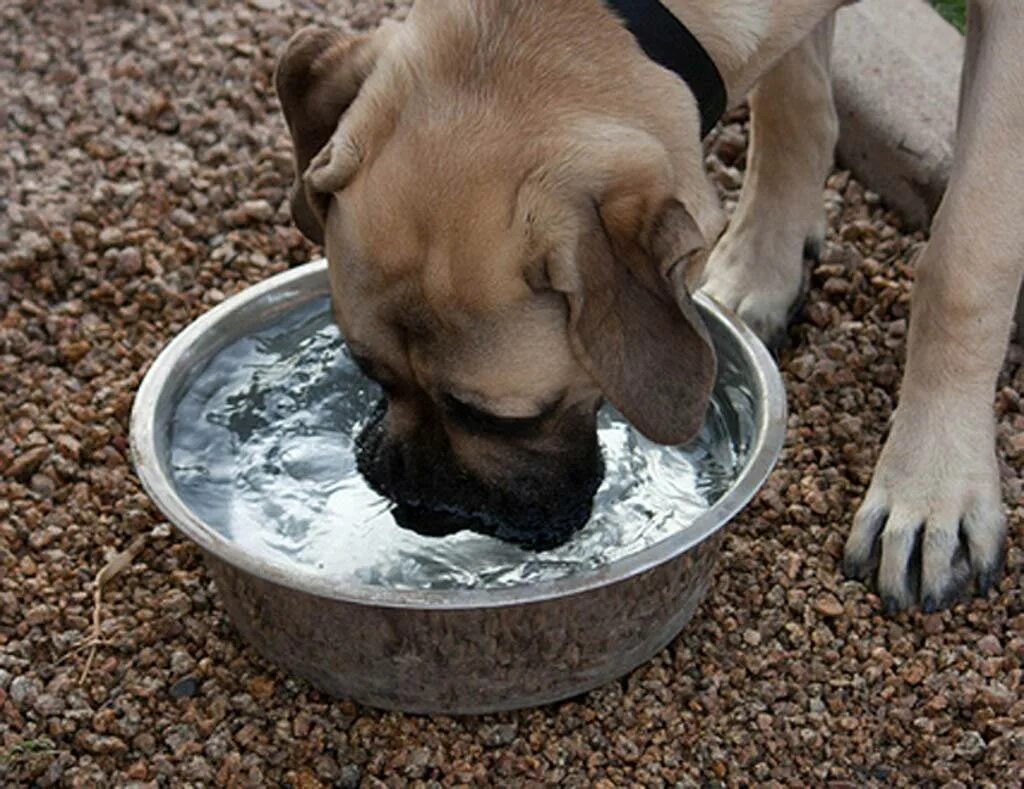 Собака отказывается пить воду. Собака лакает воду. Поение собак. Животные пьют воду. Миска с водой для собаки.