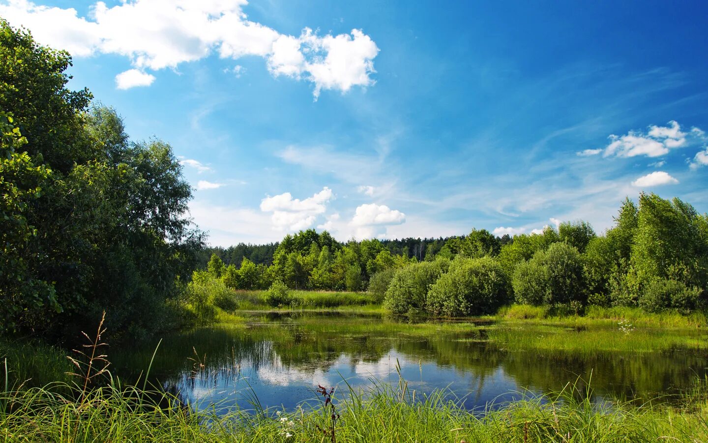 Лето лес июль. Река малая Пудица Тверская область. Летняя природа. Летний пейзаж. Летом у реки.