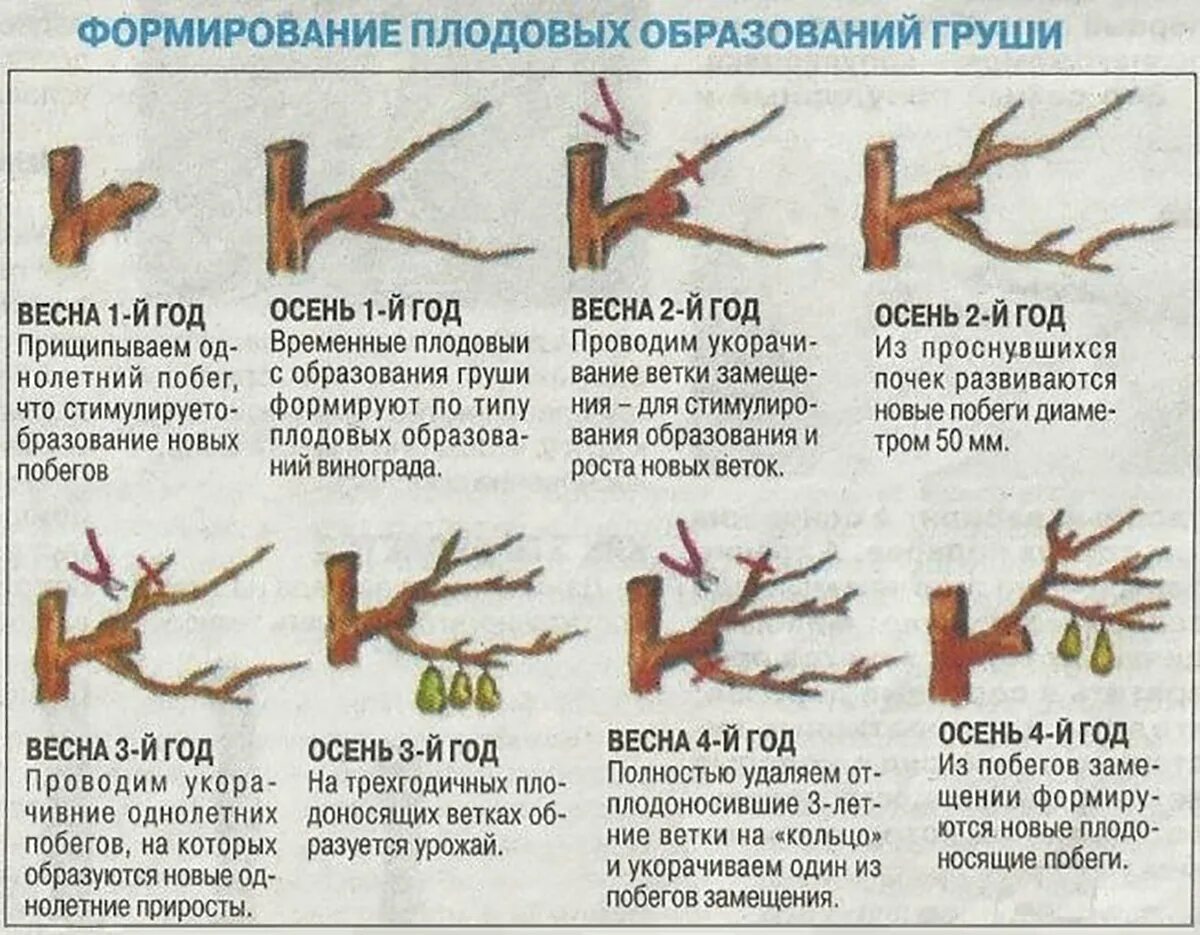 Обрезка облепихи осенью схема. Обрезка плодовых колоновидной яблони. Формирование яблони колоновидной схема. Обрезка колоновидной яблони весной для начинающих в картинках.