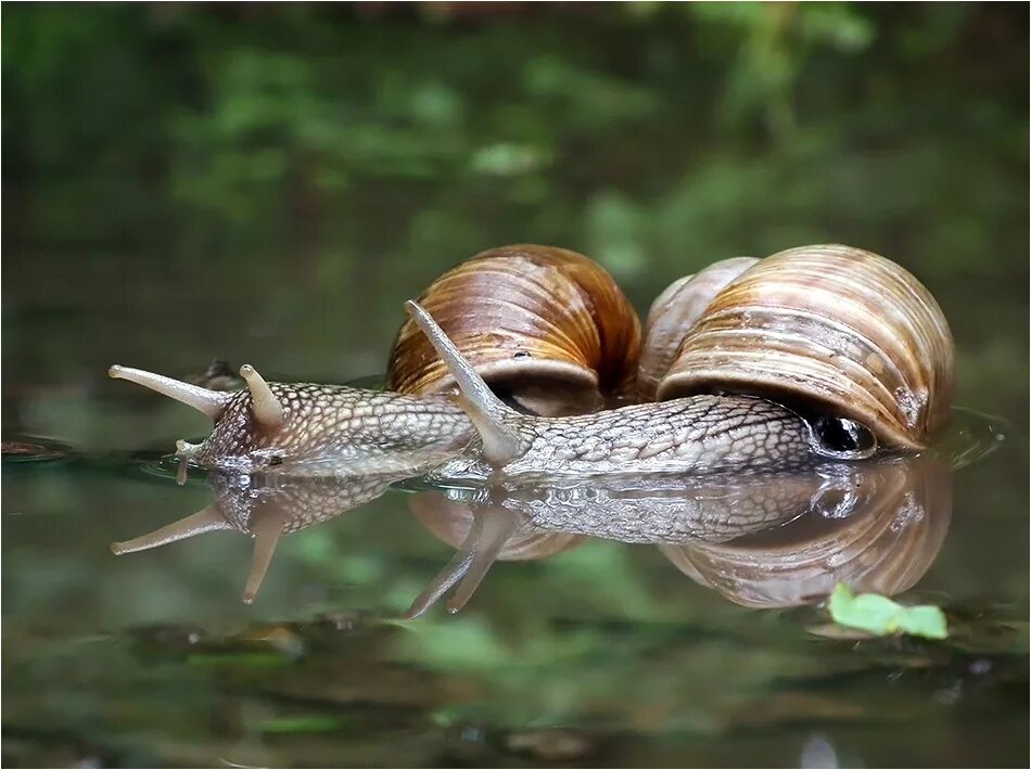 Прудовая улитка прудовик. ЖИВОРОДКА Речная viviparus viviparus. Пресноводный брюхоногий моллюск-прудовик. Озерные улитки. Прудовик пресноводный