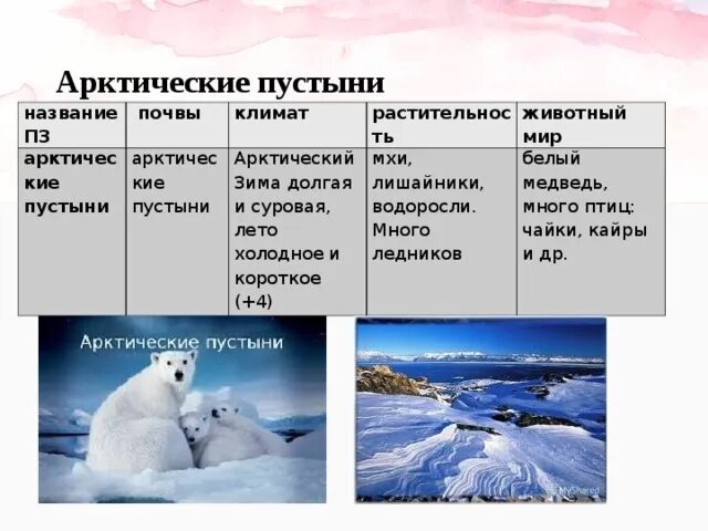 Животные и растения арктического климата
