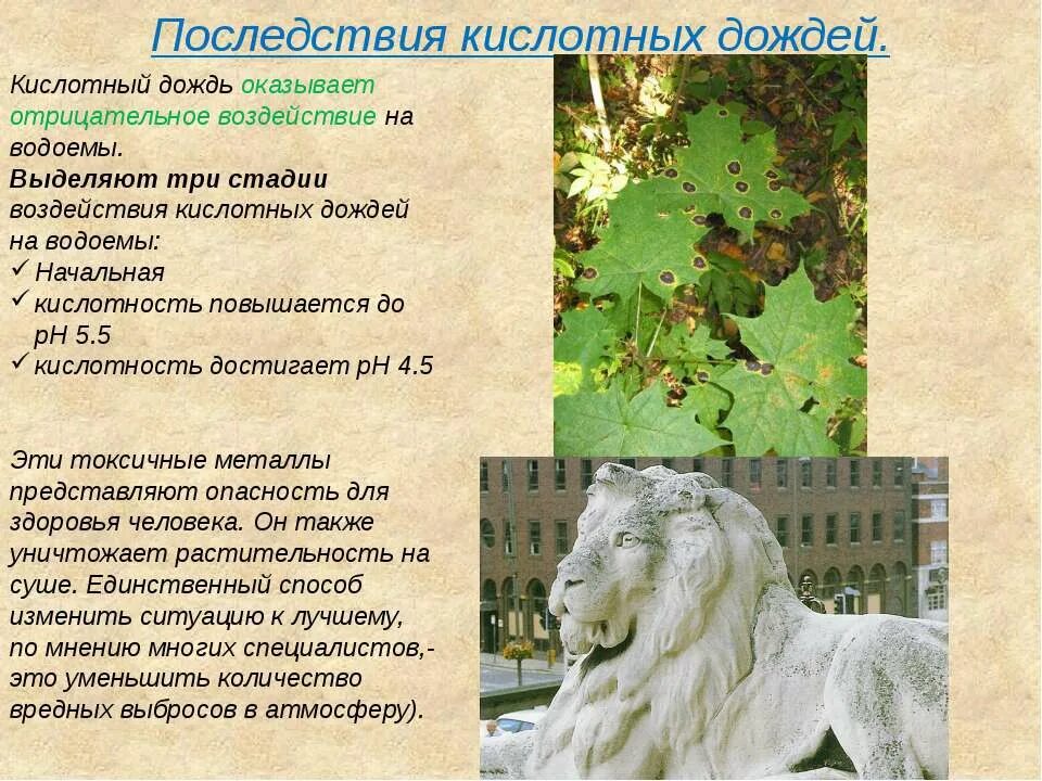 Каковы последствия кислотных дождей. Последствие кислотнвх.дожднй. последствия кислотных дождей. последствия воздействия кислотных осадков. влияние кислотных дождей.