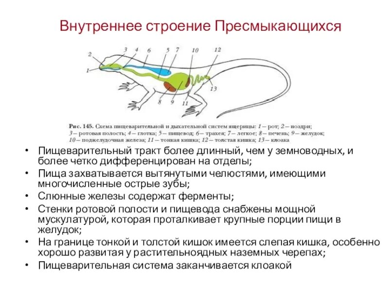 Строение рептилий 7 класс. Внутреннее строение ящерицы пищеварительная система. Пресмыкающиеся внутреннее строение 7 класс. Внешнее строение пресмыкающихся. Пресмыкающиеся внутреннее строение 7.