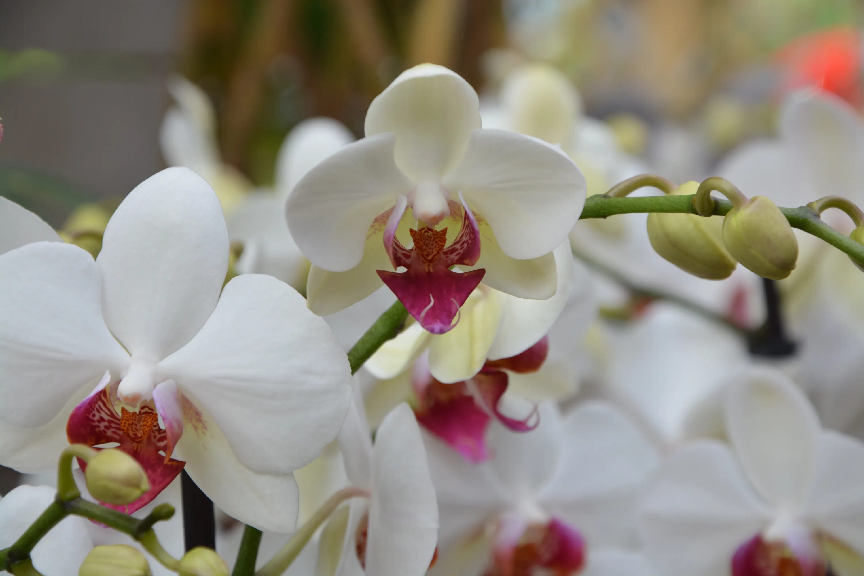 Орхидея Phalaenopsis Grazia, multiflora