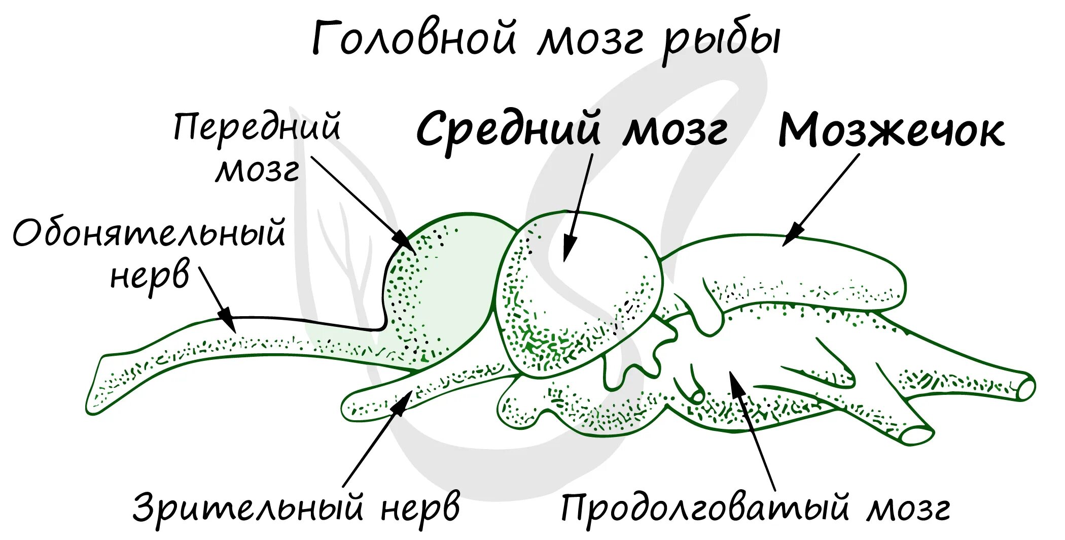 Мозг хрящевых рыб. Схема строения головного мозга окуня. Строение головного мозга костной рыбы. Строение мозга костных рыб. Строение мозга хрящевых рыб.