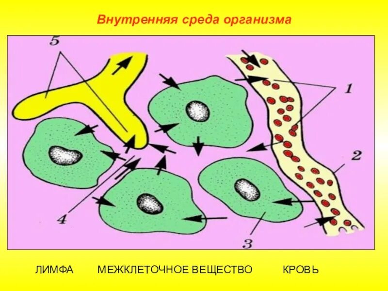 Движение среды. Составляющие внутренней среды организма. Внутрвнняяреда организма. Внутренняя средаторганизама. Внутренняя среда организма кровь тканевая жидкость лимфа.