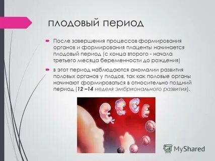 Плодовый период