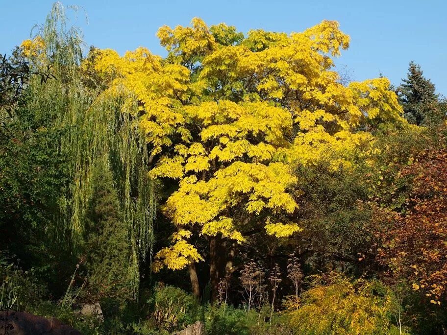 Где растет амурский. Бархат Амурский -Phellodendron amurense. Бархат Амурский пробковое дерево. Уссурийская Тайга Амурский бархат. 1. Бархат Амурский (Phellodendron amurense.