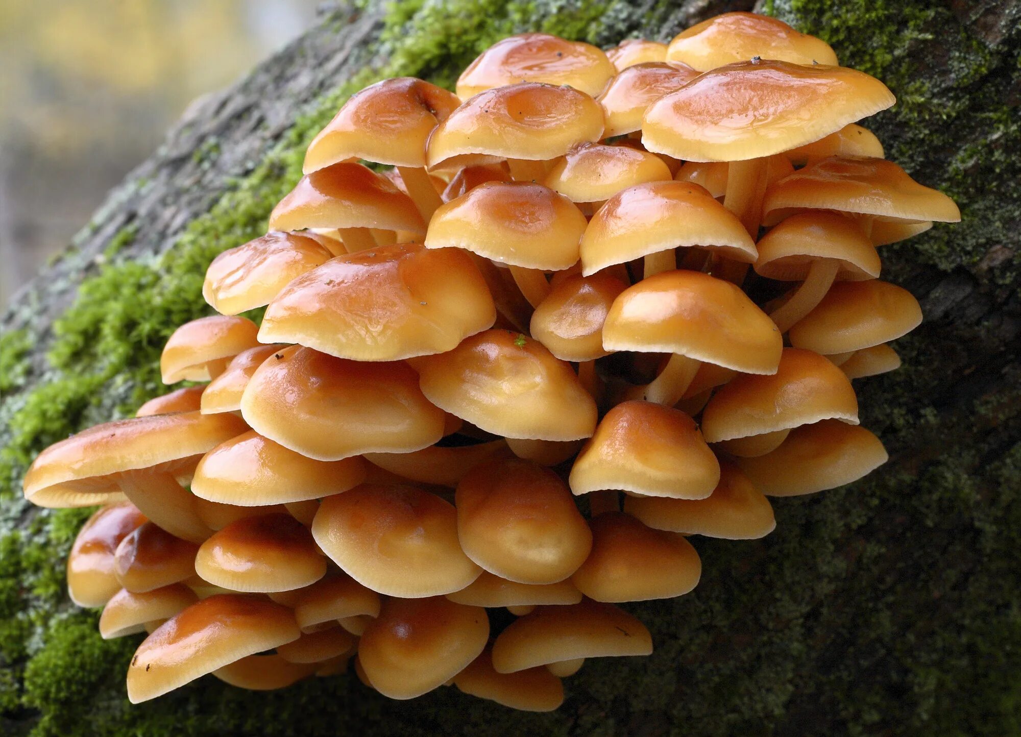 Грибы опята есть. Опята грибы опята. Пеньковые опята съедобные. Опёнок тёмный Орегон. Красивые съедобные грибы.