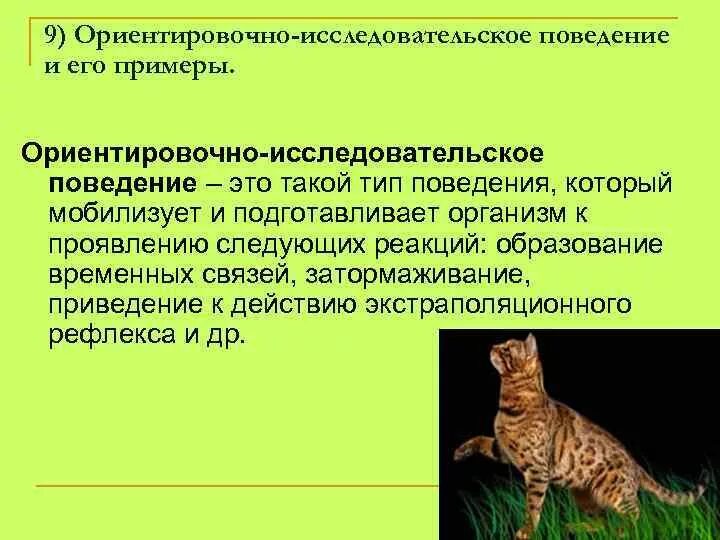 Поведение животных 6 класс. Ориентировочно-исследовательская реакция. Ориентировочно исследовательское поведение. Ориентировочно исследовательское поведение у животных. Ориентационное поведение.