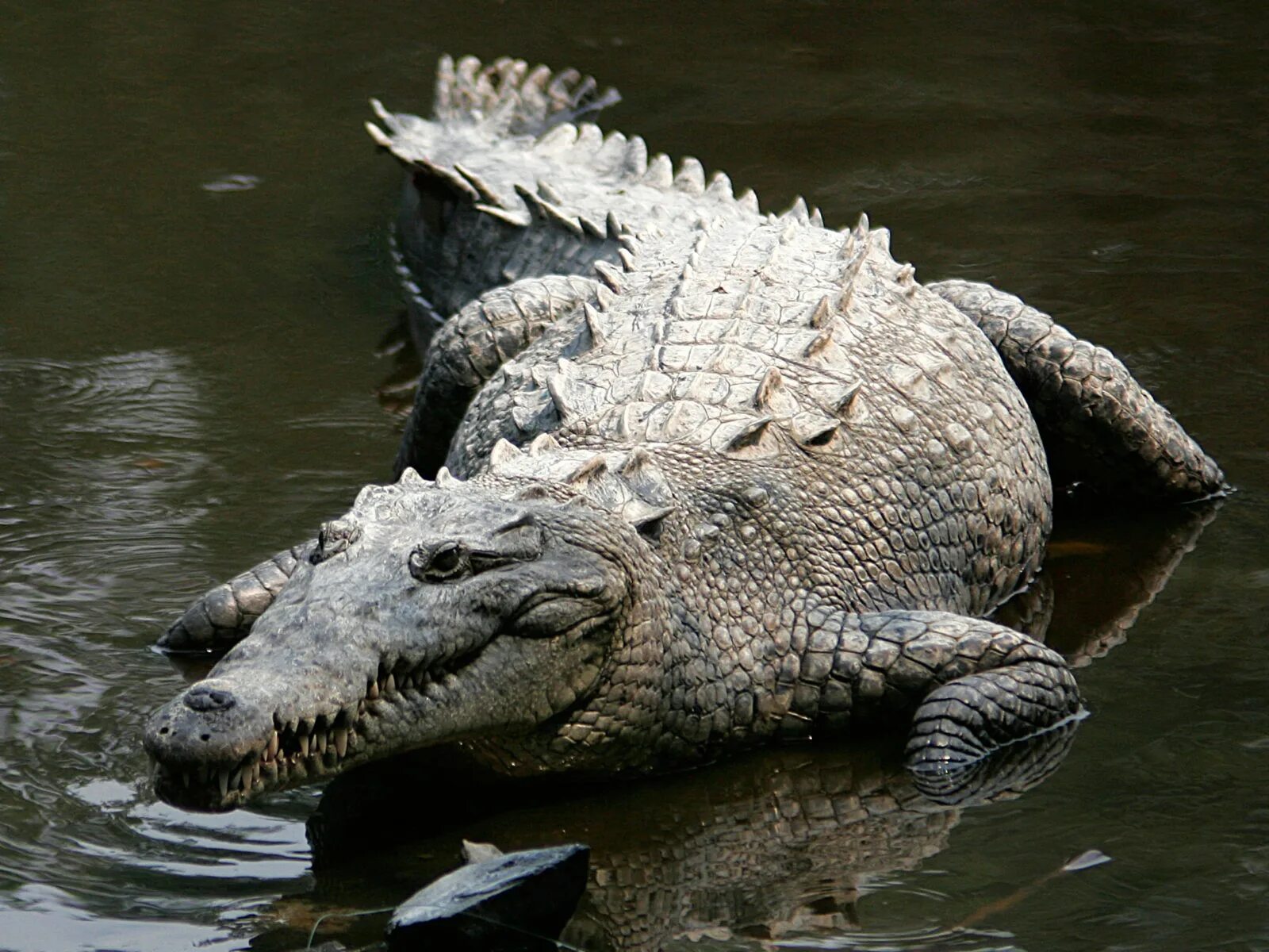 Самый большой аллигатор. Гребнистый. Гребнистый крокодил крокодилы. Морской гребнистый крокодил Австралия. Гребнистый Аллигатор.