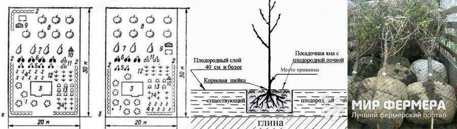 Сколько кустов посадили на каждом участке