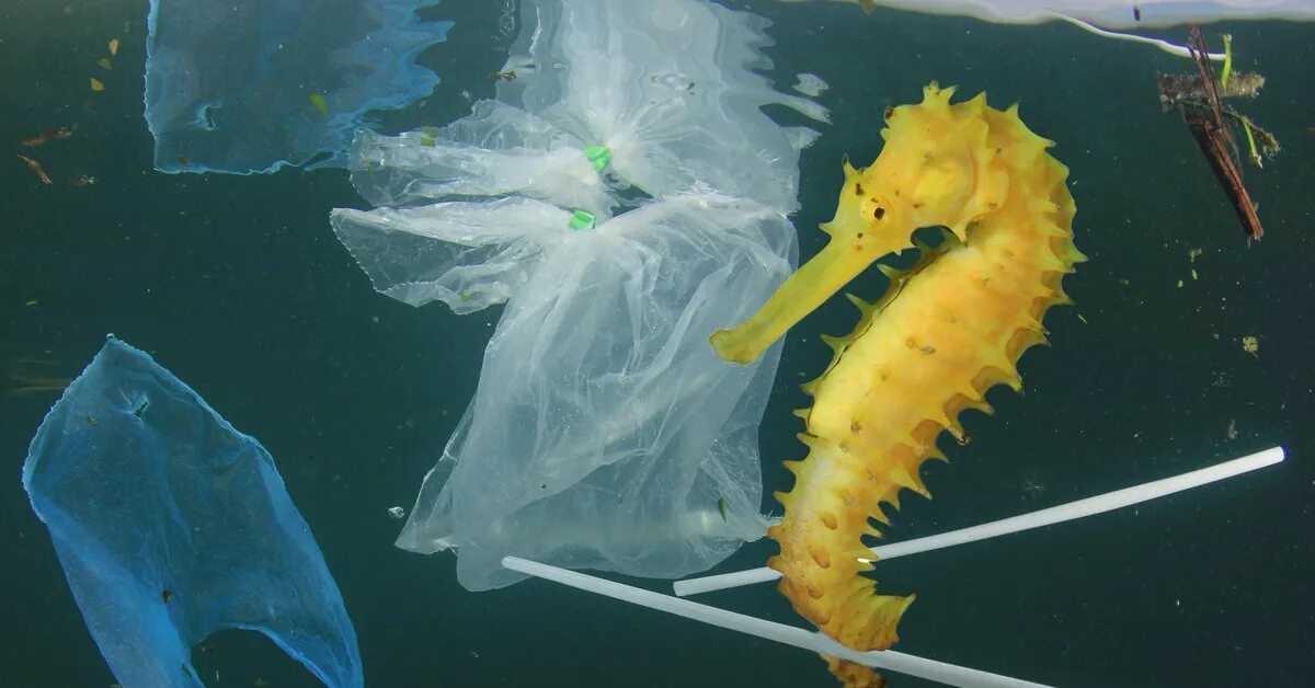 Рыба вред морской. Морской конек. морские обитатели и пластик. морские обитатели в пластике. пластиковые трубочки в океане.