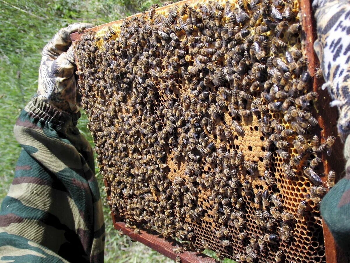 Пчелопакеты Карника Бакфаст. Пчелы в улье. Пчелиная рамка. Соты в улье.