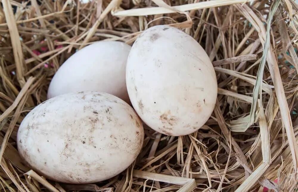 Утиные яйца. Яйцо утки. Яйцо кряквы. Яйцо индоутки.
