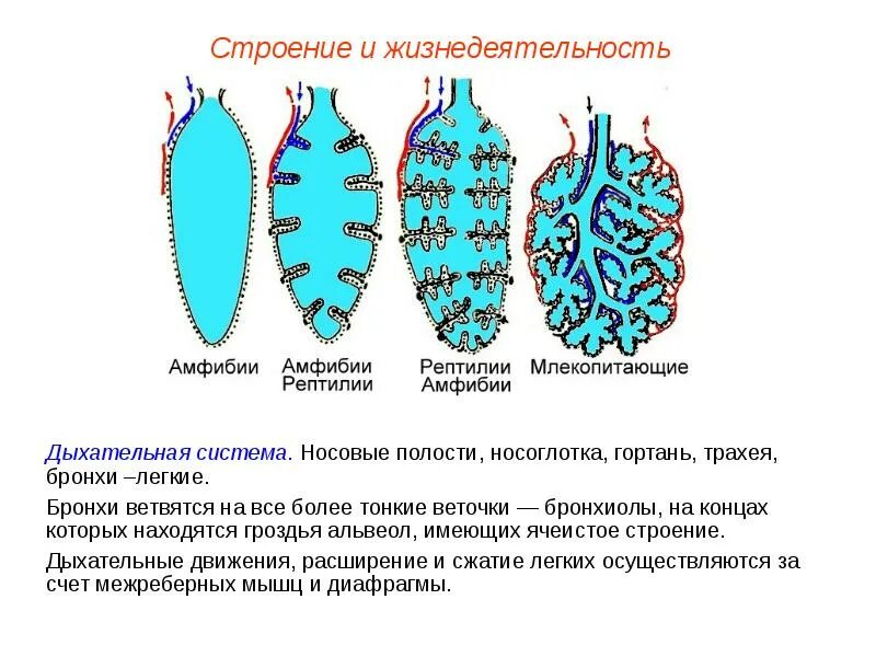 Строение дыхательной системы млекопитающих. Дыхательная система млек. Строение легких млекопитающих. Строение легкого млекопитающего.