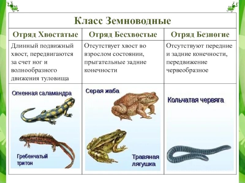 Фактор влияющий на распространение земноводных. Отряд безногие отряд хвостатые отряд бесхвостые таблица. Таблица земноводные безногие хвостатые бесхвостые. Бесхвостые хвостатые и безногие характеристика. Таблица земноводные 7 класс биология.