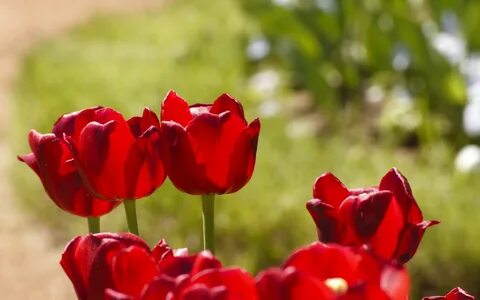 Red tulip