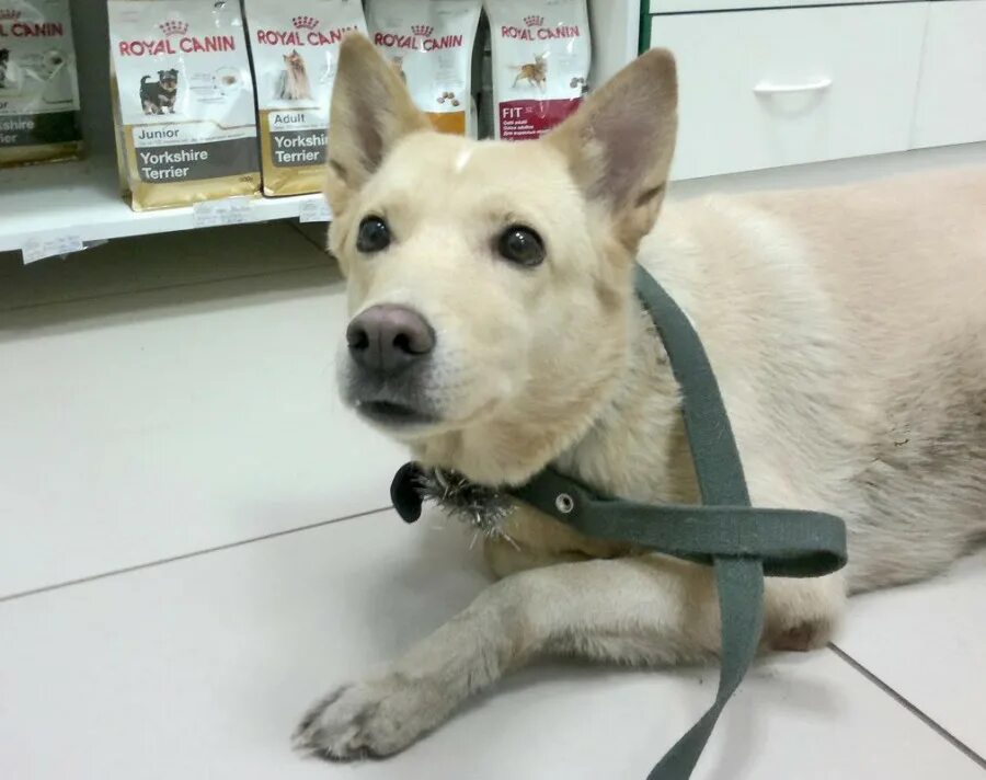 потеряшки собаки. найдена рыжая собака. собаки потеряшки москва область. собаки в серпухове. собаки потеряшки москва область.