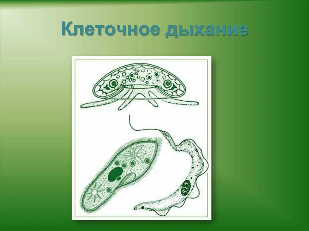 Живые клетки дышат. Клеточное дыхание. Клеточное дыхание животных. Рисунок на тему клеточное дыхание. Дыхание клетки это в биологии.